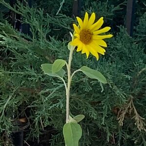 Meet your Posher, Phuong